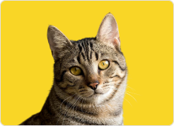gato-4